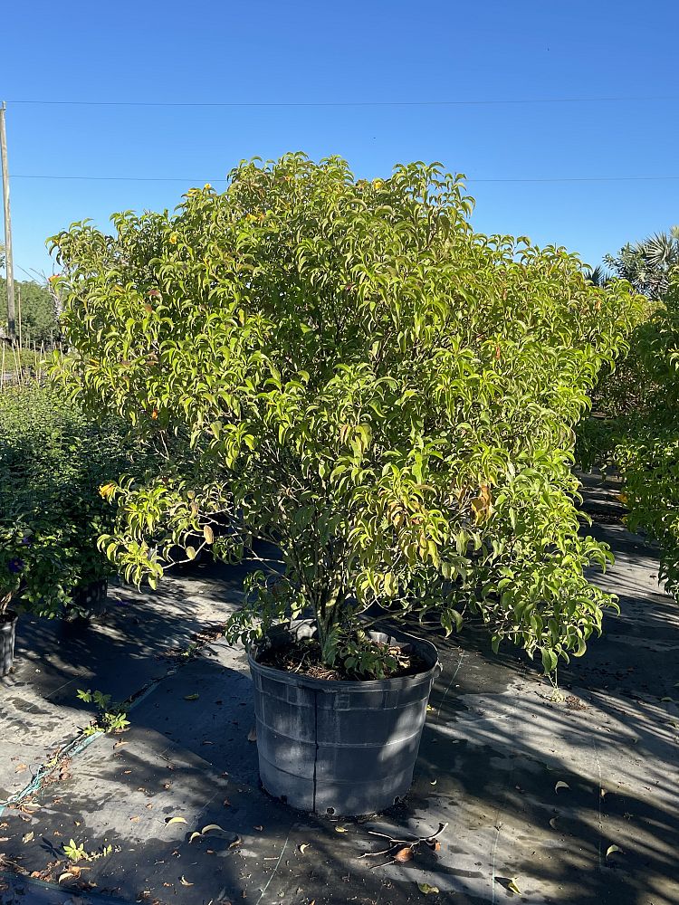 hamelia-cuprea-bahama-firebush