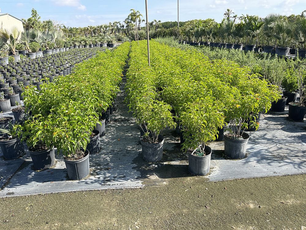 hamelia-cuprea-bahama-firebush