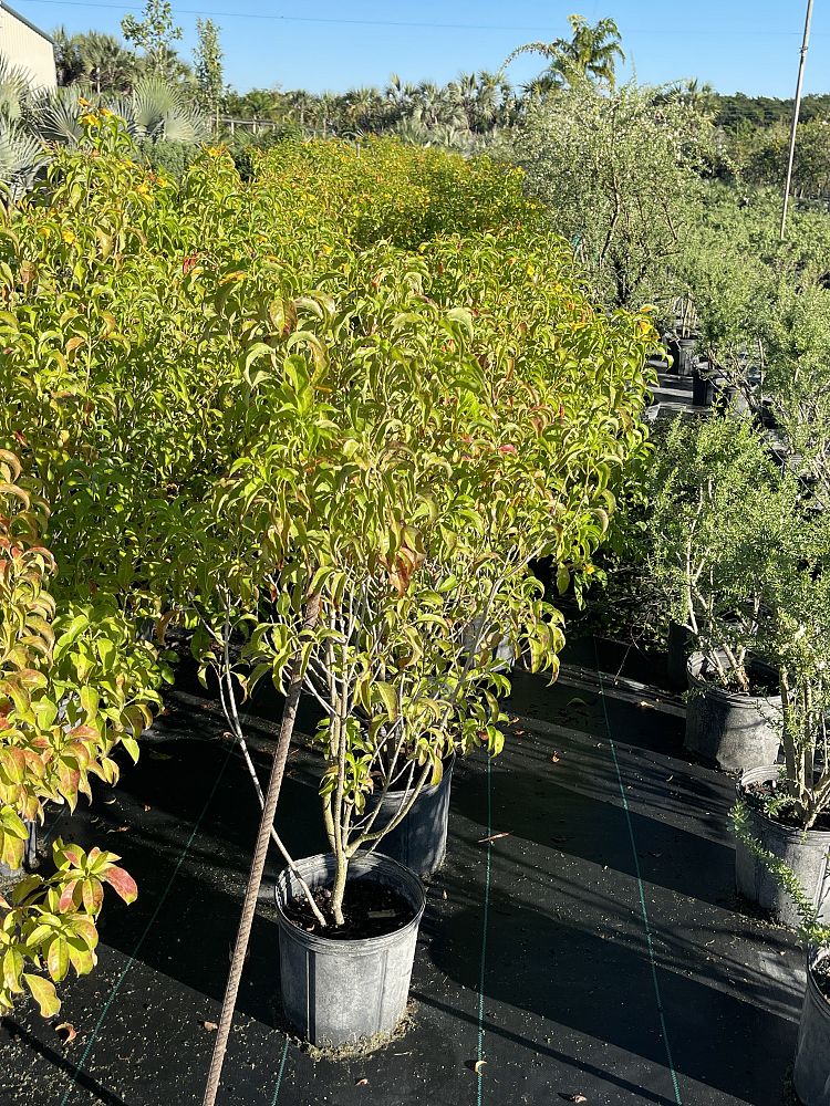 hamelia-cuprea-bahama-firebush