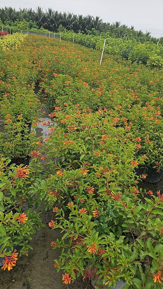 hamelia-cuprea-bahama-firebush