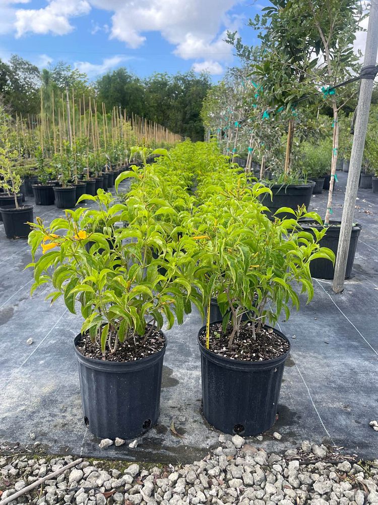 hamelia-cuprea-bahama-firebush