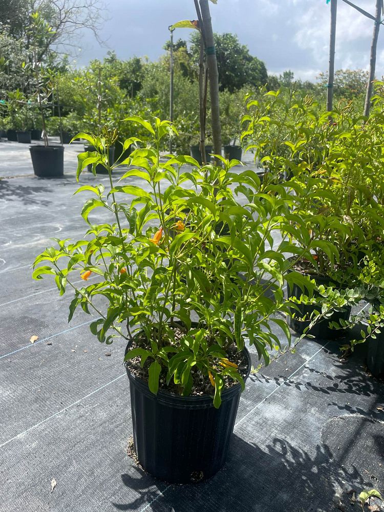hamelia-cuprea-bahama-firebush