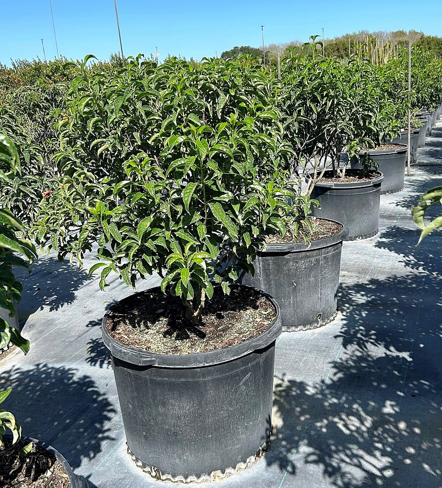 hamelia-cuprea-bahama-firebush