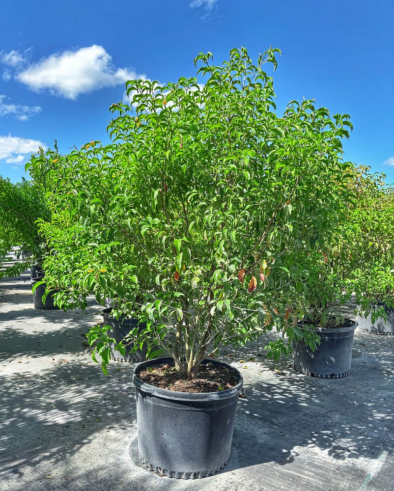 hamelia-cuprea-bahama-firebush