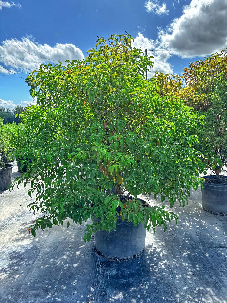 hamelia-cuprea-bahama-firebush