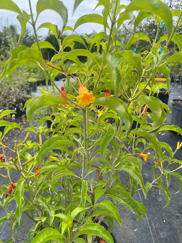 hamelia-cuprea-bahama-firebush
