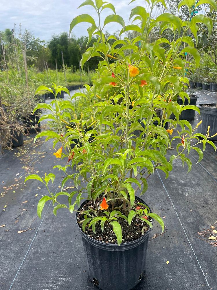hamelia-cuprea-bahama-firebush