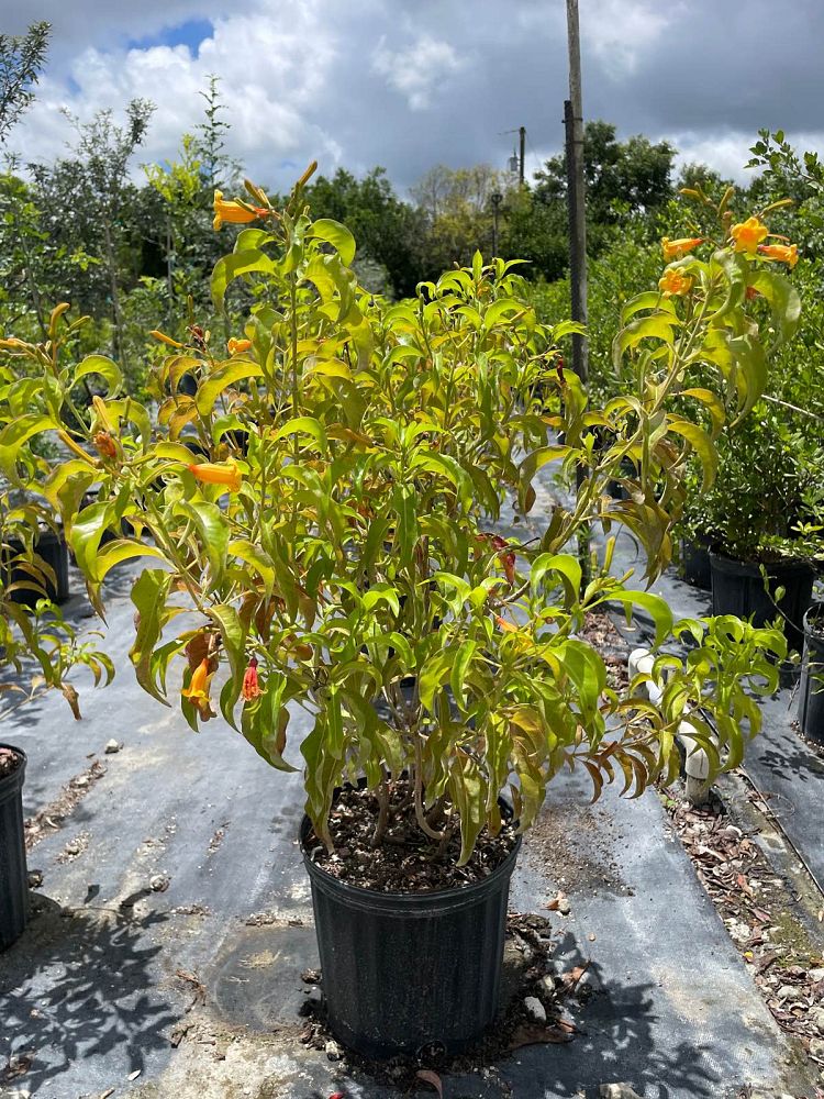hamelia-cuprea-bahama-firebush