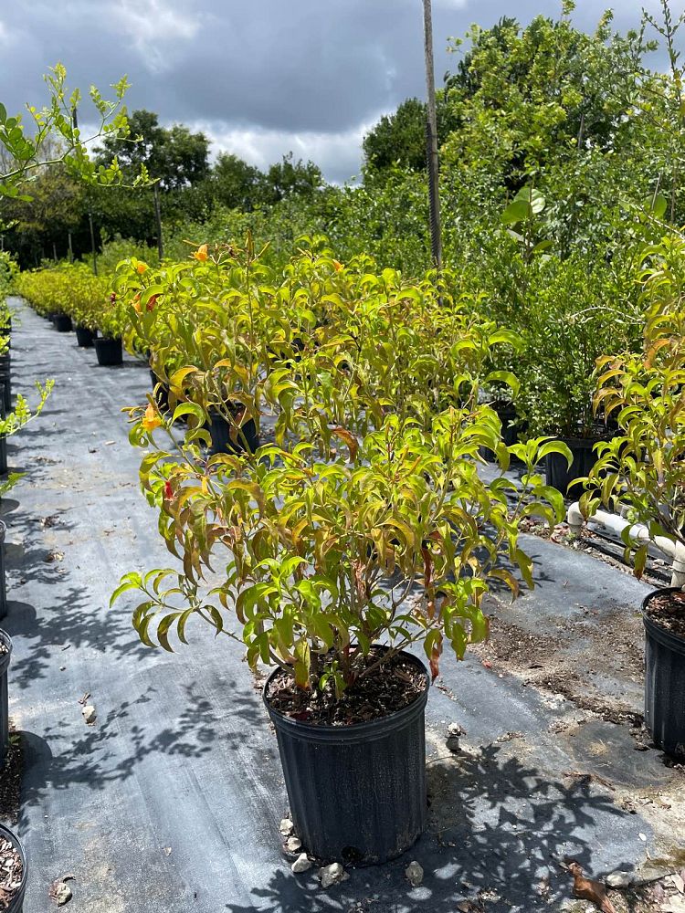 hamelia-cuprea-bahama-firebush