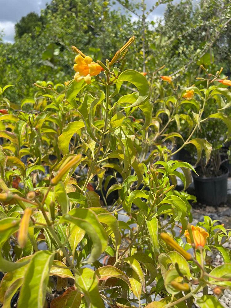 hamelia-cuprea-bahama-firebush