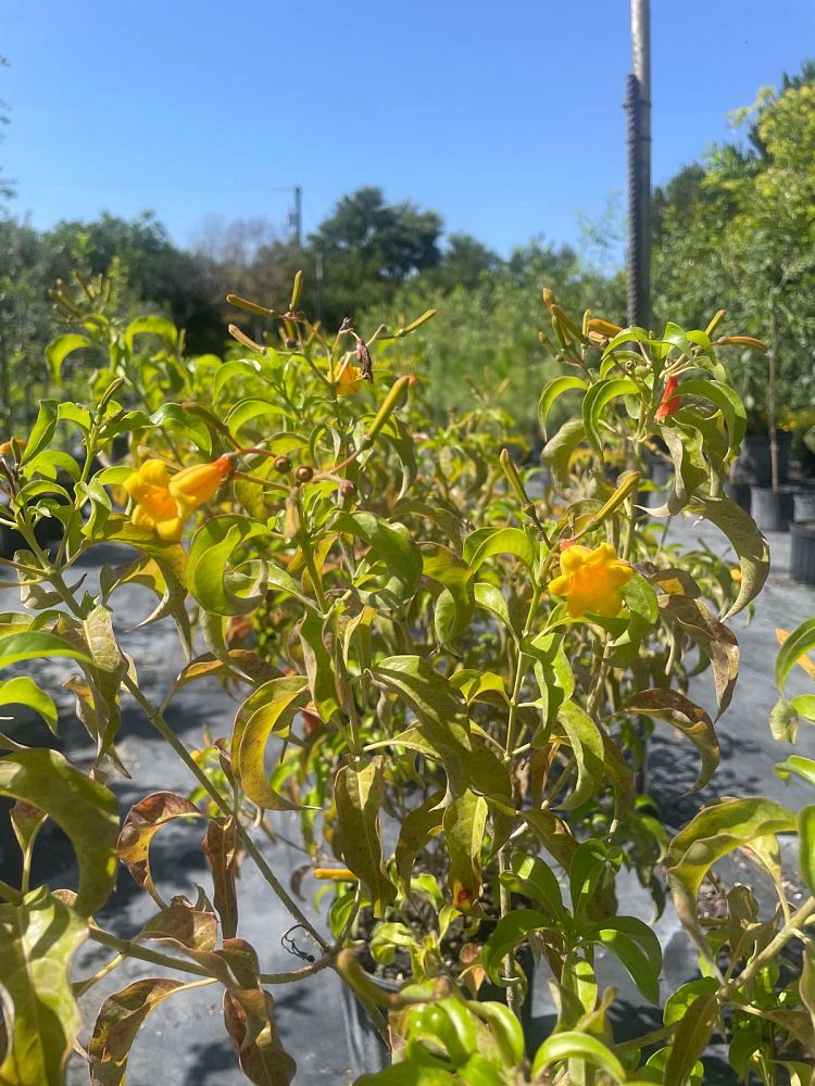 hamelia-cuprea-bahama-firebush