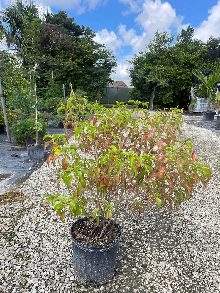hamelia-cuprea-bahama-firebush