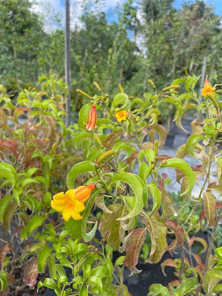 hamelia-cuprea-bahama-firebush