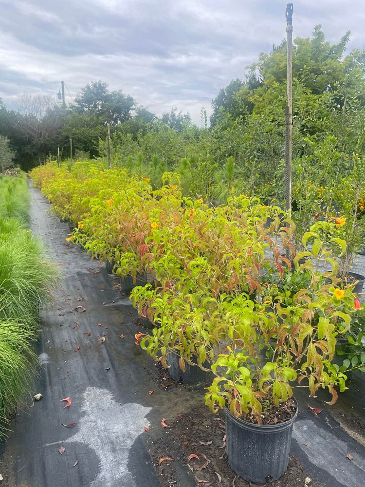 hamelia-cuprea-bahama-firebush