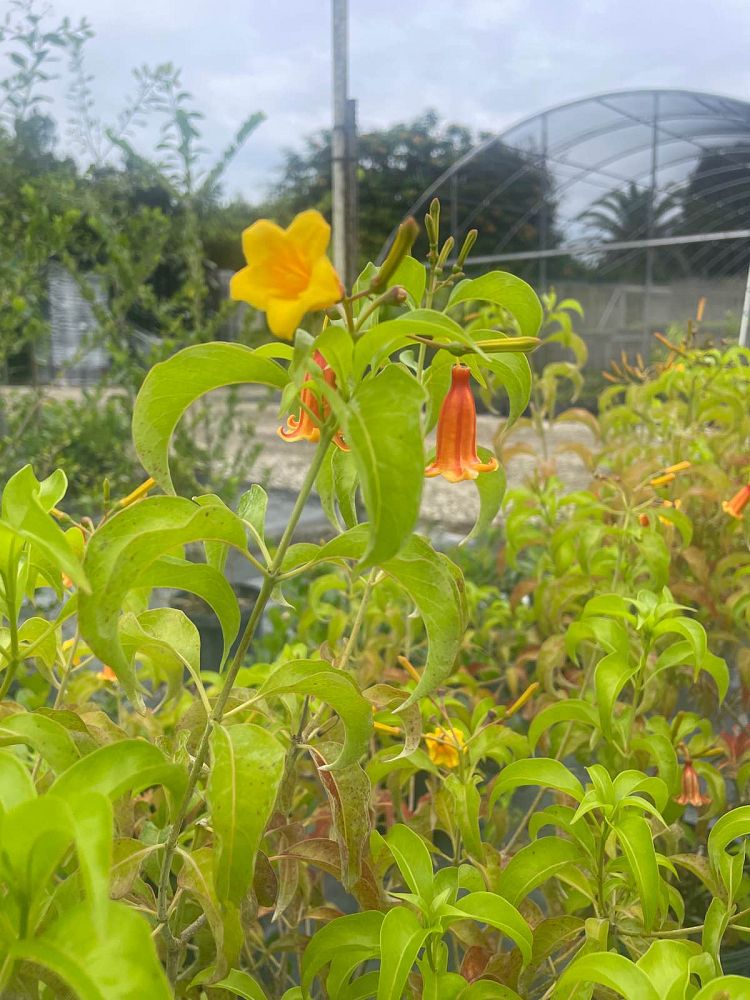 hamelia-cuprea-bahama-firebush