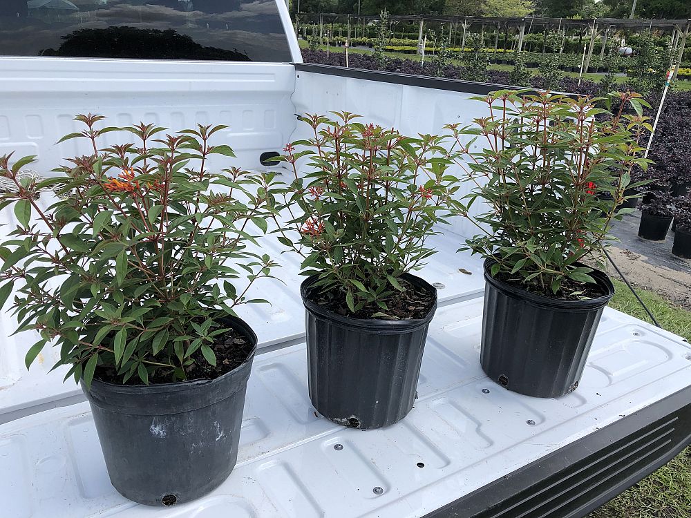Mid Florida Nurseries  plantANT.com