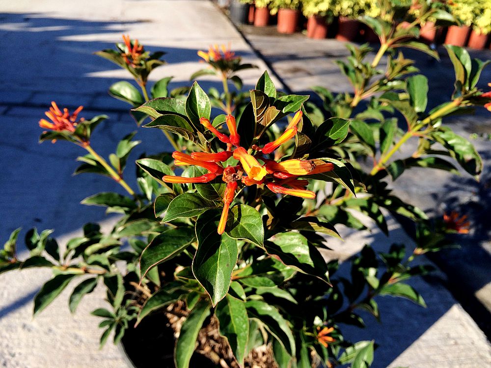 hamelia-nodosa-african-firebush-dwarf-firebush