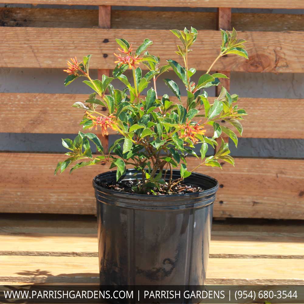 hamelia-nodosa-african-firebush-dwarf-firebush