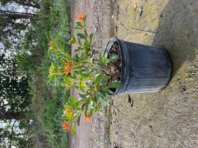 hamelia-nodosa-african-firebush-dwarf-firebush