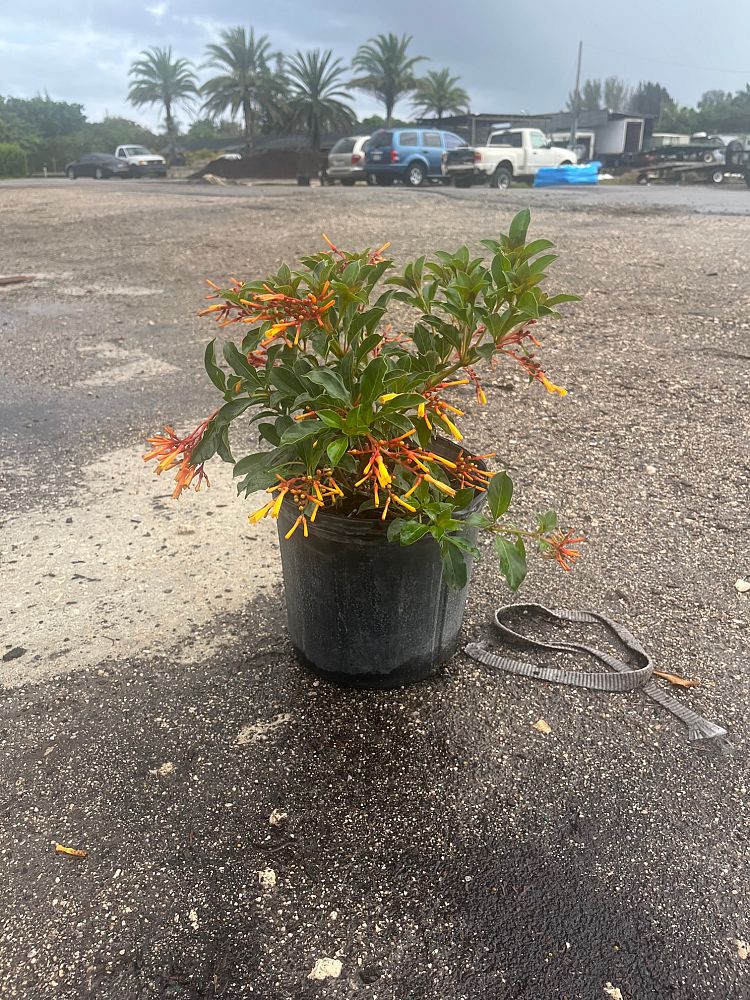 hamelia-nodosa-african-firebush-dwarf-firebush