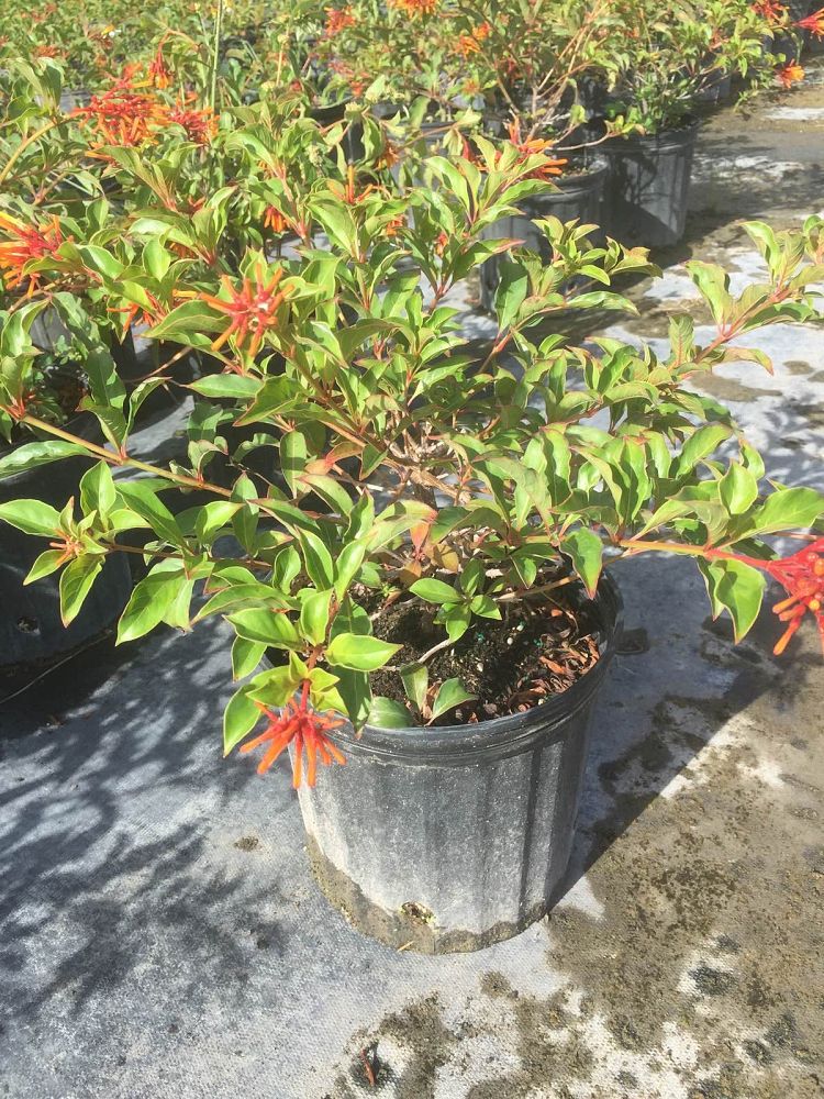 hamelia-nodosa-african-firebush-dwarf-firebush