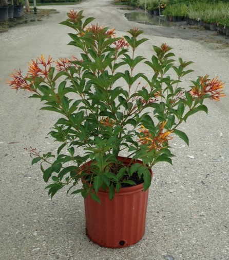 hamelia-nodosa-african-firebush-dwarf-firebush