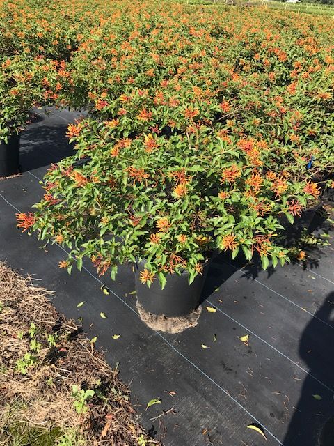 hamelia-nodosa-african-firebush-dwarf-firebush