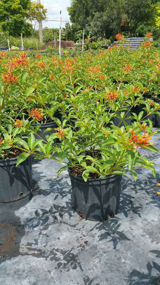 hamelia-nodosa-african-firebush-dwarf-firebush