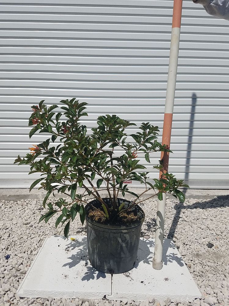 hamelia-nodosa-african-firebush-dwarf-firebush