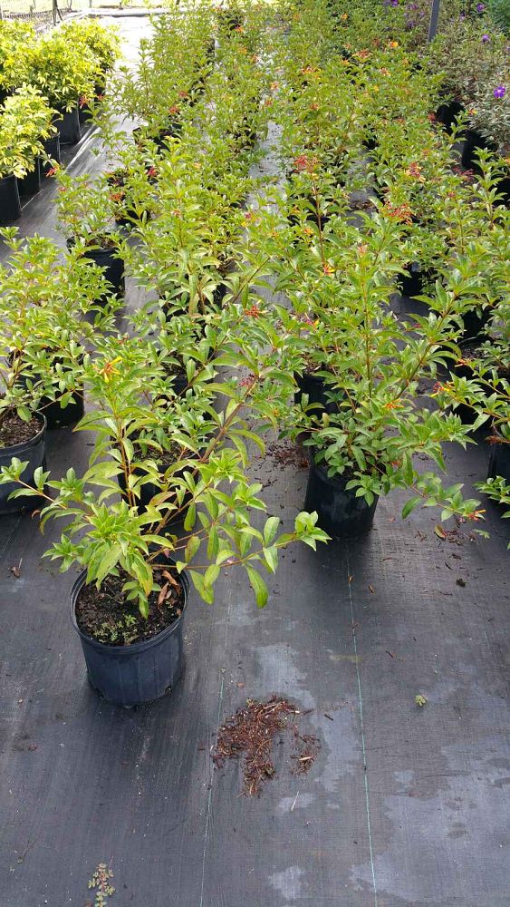 hamelia-nodosa-african-firebush-dwarf-firebush