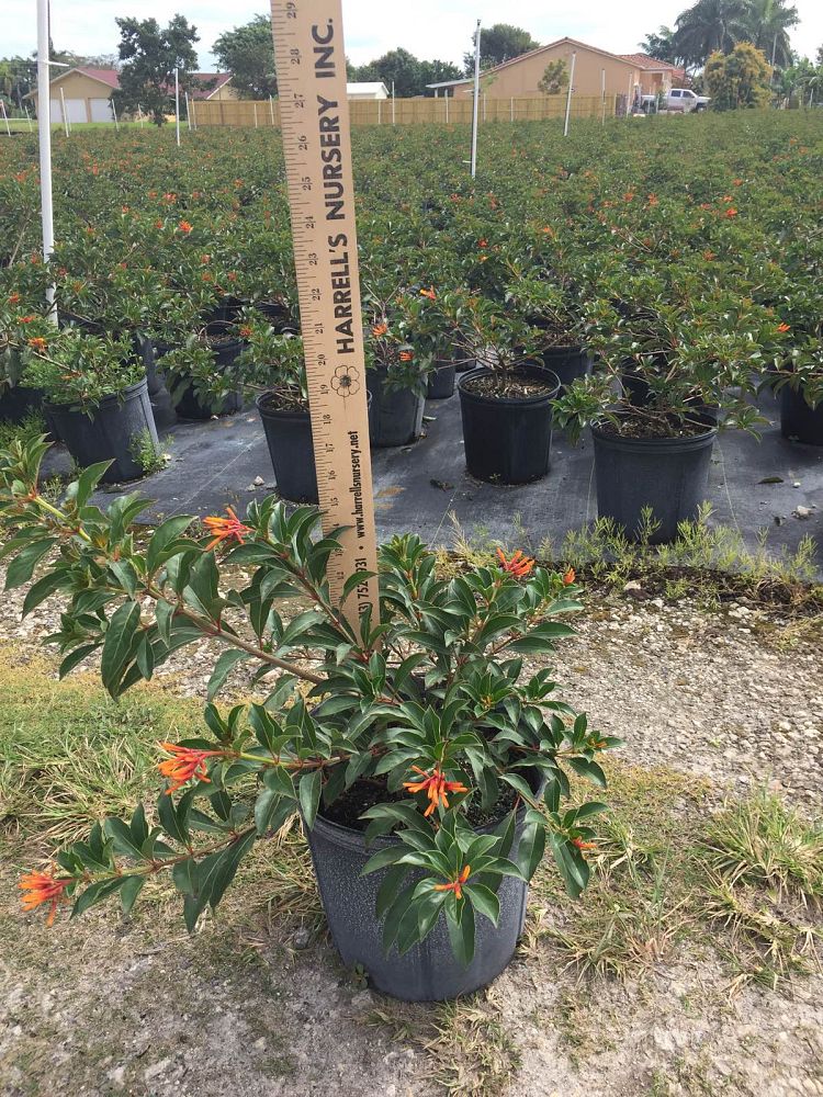 hamelia-nodosa-african-firebush-dwarf-firebush