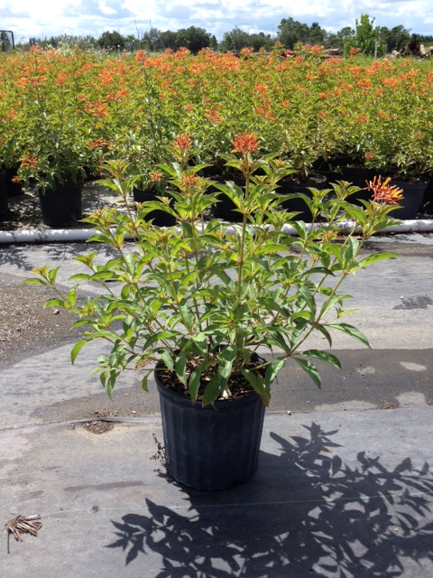 hamelia-nodosa-african-firebush-dwarf-firebush