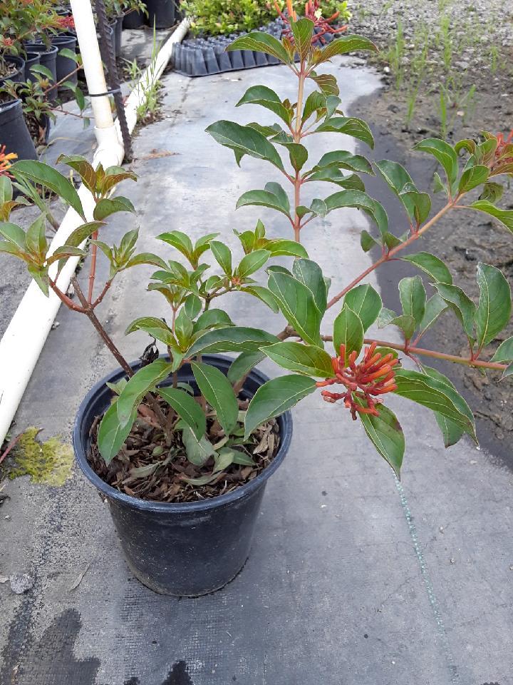 hamelia-nodosa-african-firebush-dwarf-firebush