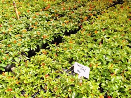 hamelia-nodosa-african-firebush-dwarf-firebush