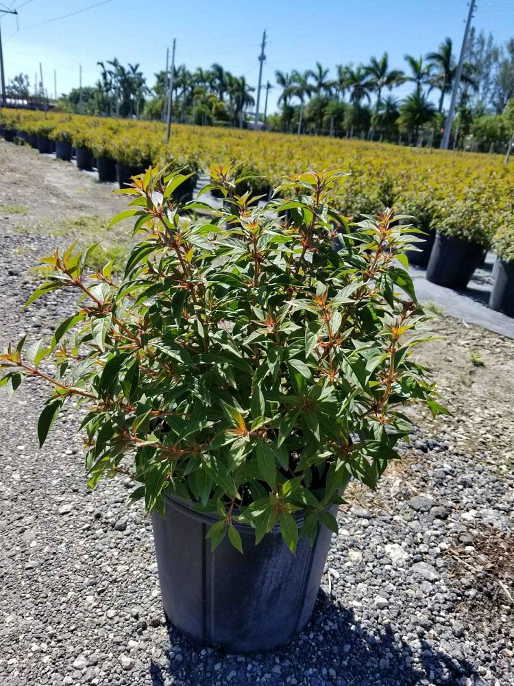 hamelia-nodosa-african-firebush-dwarf-firebush