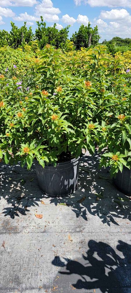 hamelia-nodosa-african-firebush-dwarf-firebush