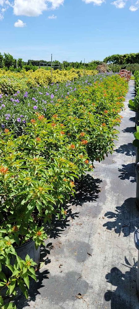 hamelia-nodosa-african-firebush-dwarf-firebush