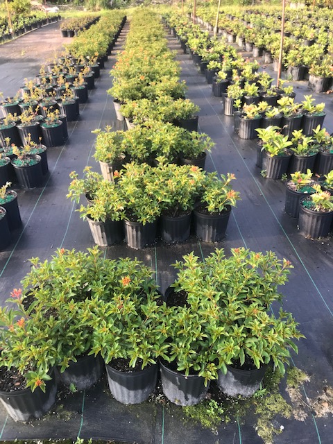 hamelia-nodosa-african-firebush-dwarf-firebush
