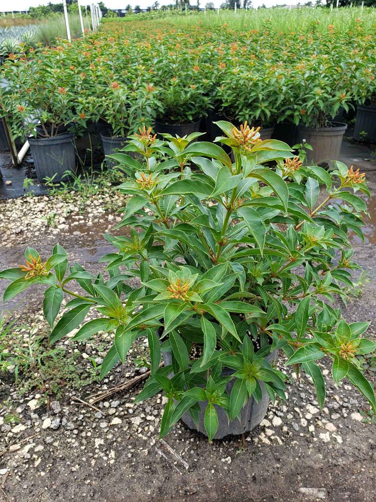 hamelia-nodosa-african-firebush-dwarf-firebush