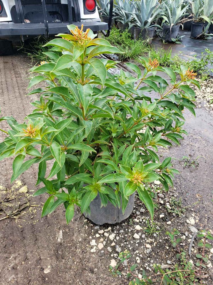 hamelia-nodosa-african-firebush-dwarf-firebush