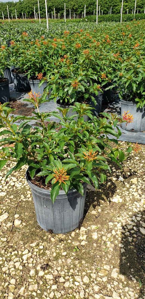 hamelia-nodosa-african-firebush-dwarf-firebush