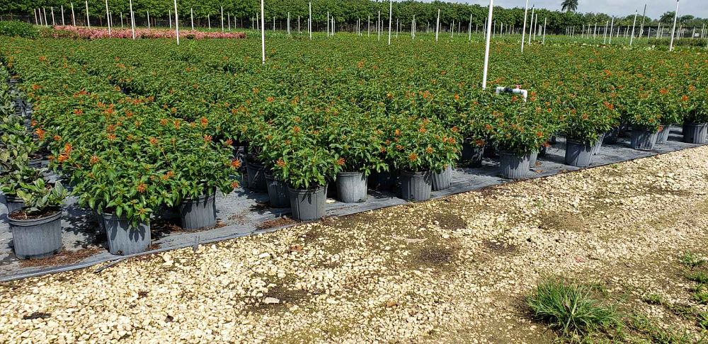 hamelia-nodosa-african-firebush-dwarf-firebush