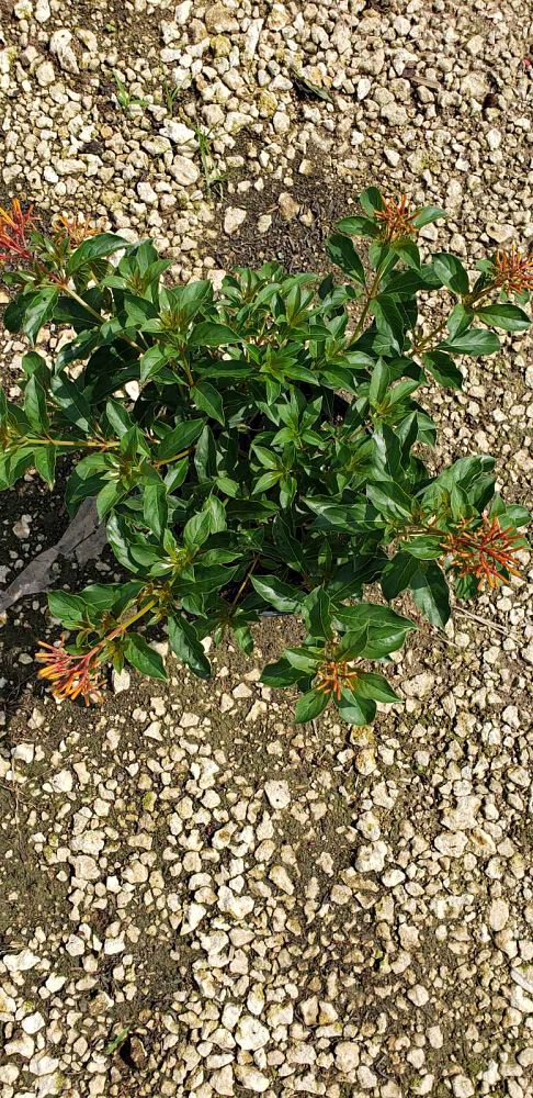 hamelia-nodosa-african-firebush-dwarf-firebush