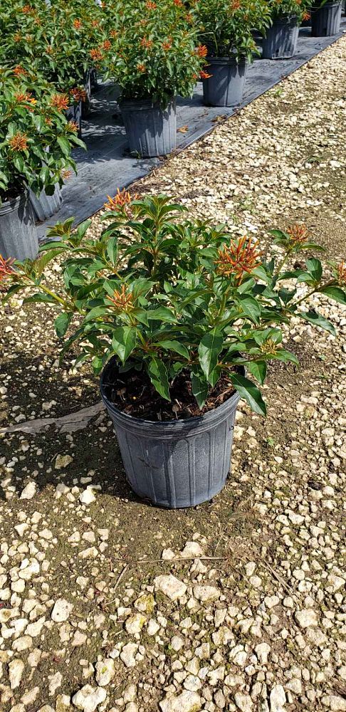 hamelia-nodosa-african-firebush-dwarf-firebush