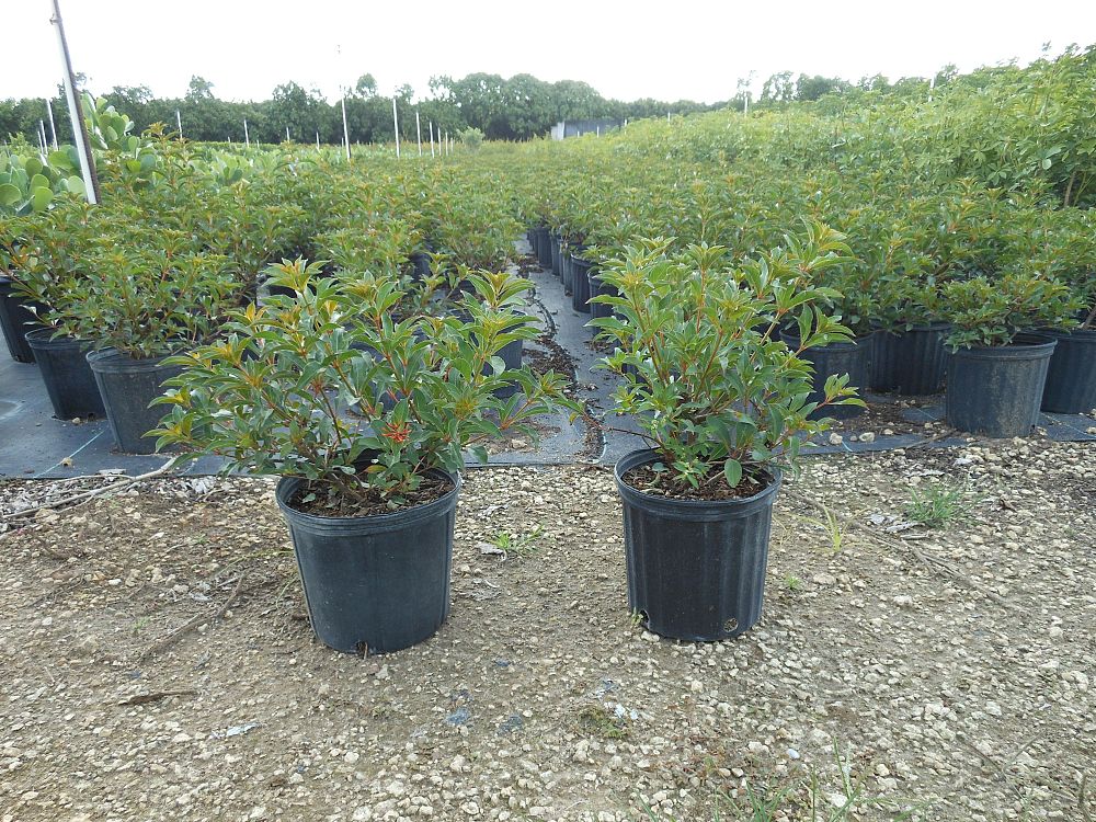 hamelia-nodosa-african-firebush-dwarf-firebush