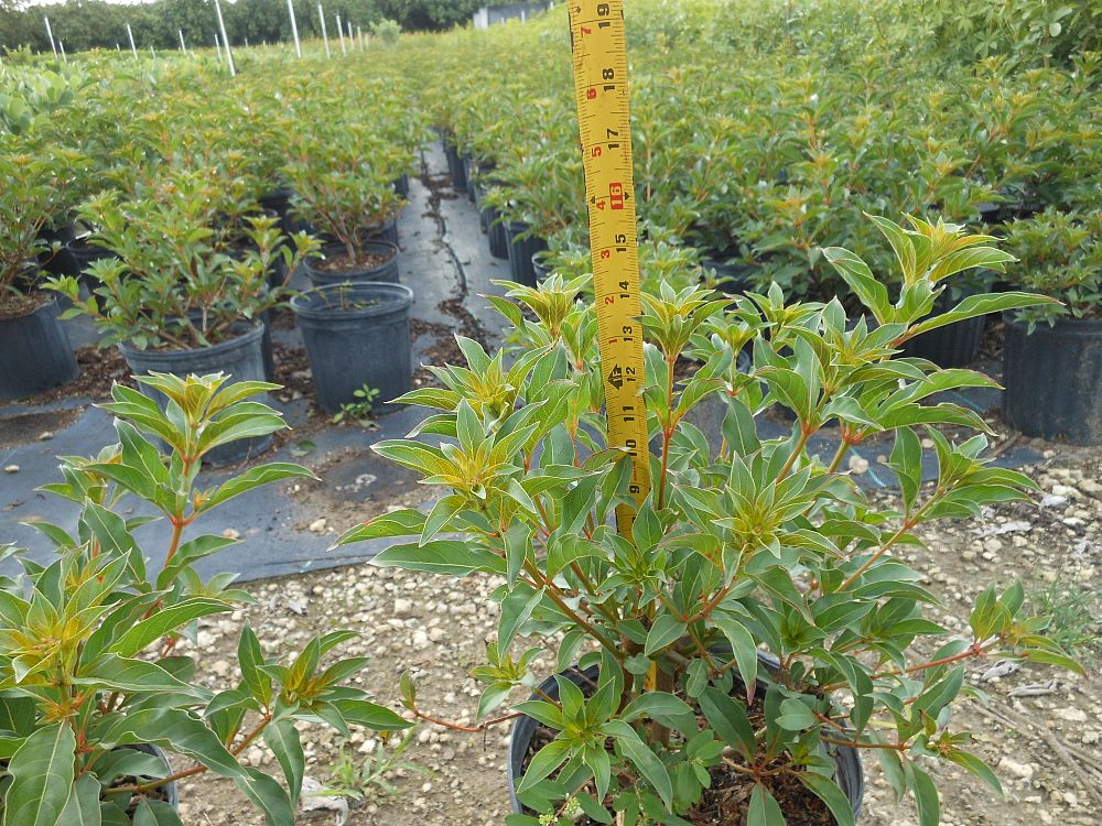 hamelia-nodosa-african-firebush-dwarf-firebush