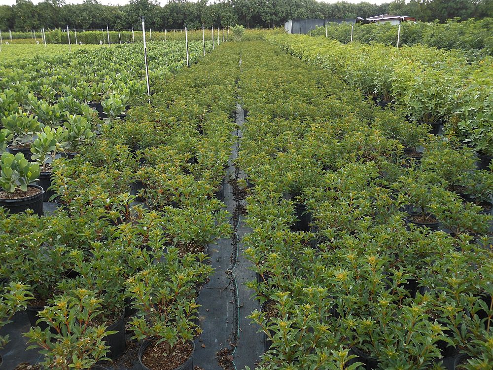 hamelia-nodosa-african-firebush-dwarf-firebush
