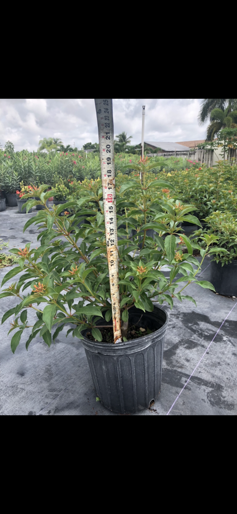 hamelia-nodosa-african-firebush-dwarf-firebush