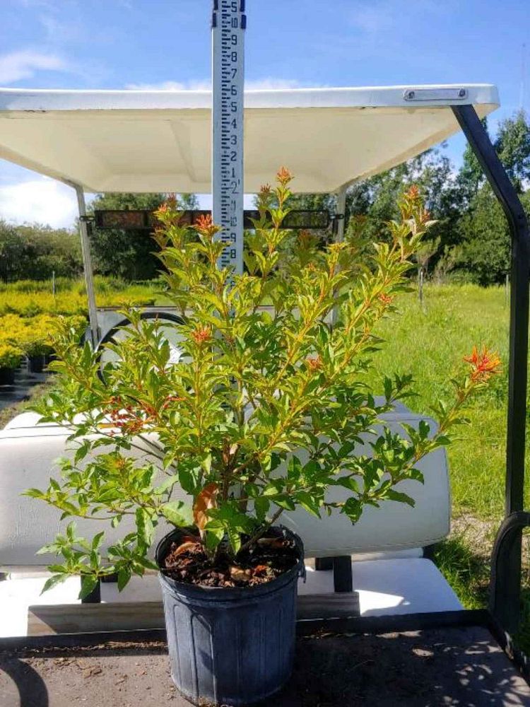 hamelia-nodosa-african-firebush-dwarf-firebush
