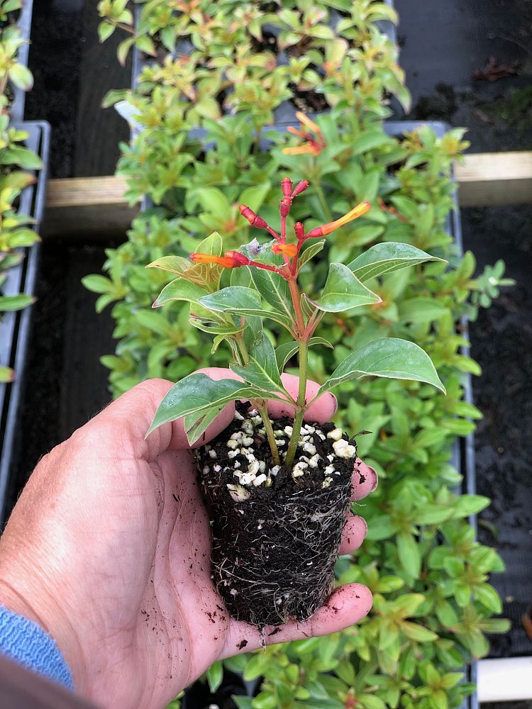 hamelia-nodosa-african-firebush-dwarf-firebush